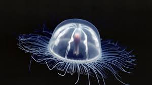 immortaljellyfish